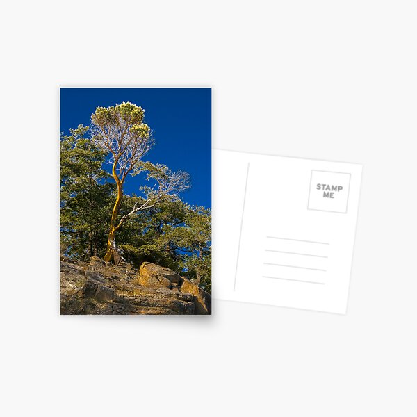Lone Arbutus Postcard