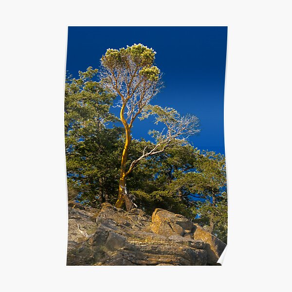 Lone Arbutus Poster
