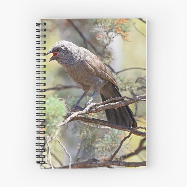 Item preview, Apostlebird - Flinders Ranges SA (773) designed and sold by Emmy Silvius.