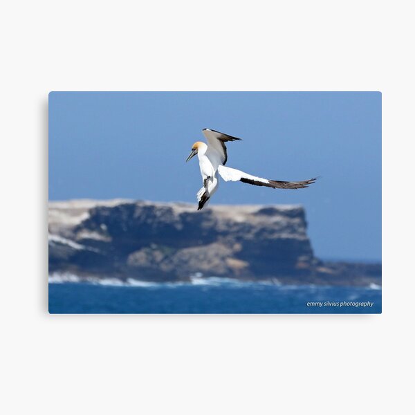 Australasian Gannet - Portland VIC (3881) Canvas Print