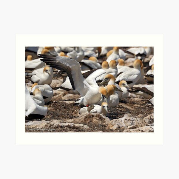 Australasian Gannets - Portland VIC (3802) Art Print