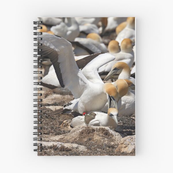 Item preview, Australasian Gannets - Portland VIC (3802) designed and sold by Emmy Silvius.