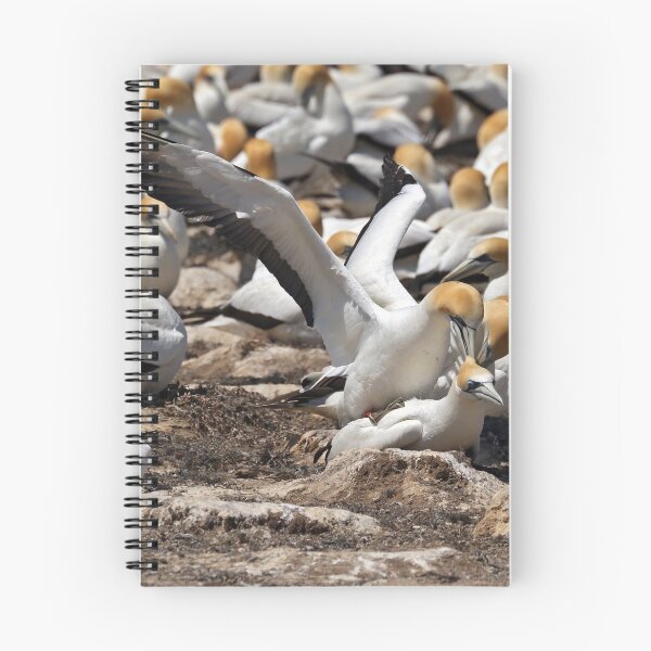 Item preview, Australasian Gannets - Portland VIC (3805) designed and sold by Emmy Silvius.