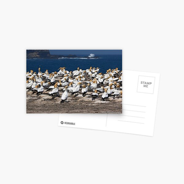 Australasian Gannets - Portland VIC (3946) Postcard
