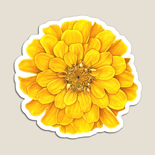 Zinnia in Yellow Magnet