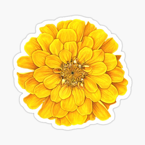 Zinnia in Yellow Sticker