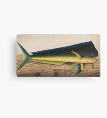 Mahi-Mahi Fish artwork Canvas Print