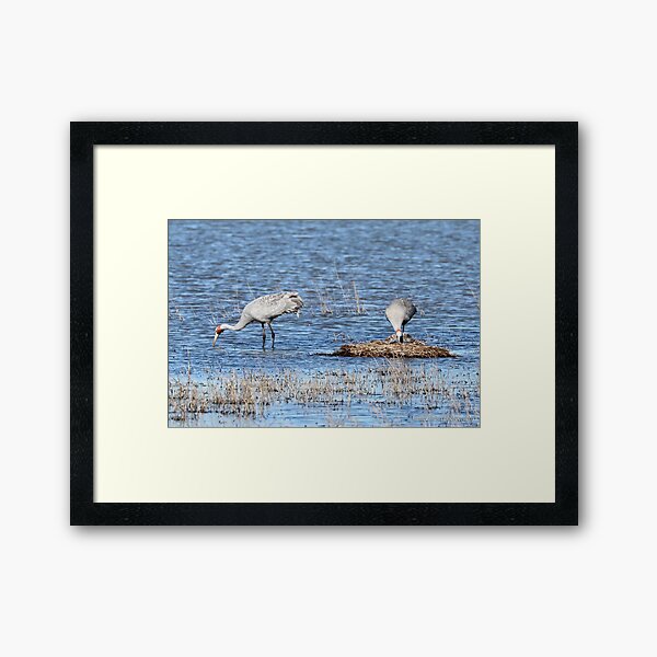 Brolgas - Werribee VIC (265) Framed Art Print
