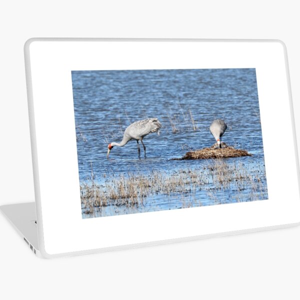 Brolgas - Werribee VIC (265) Laptop Skin