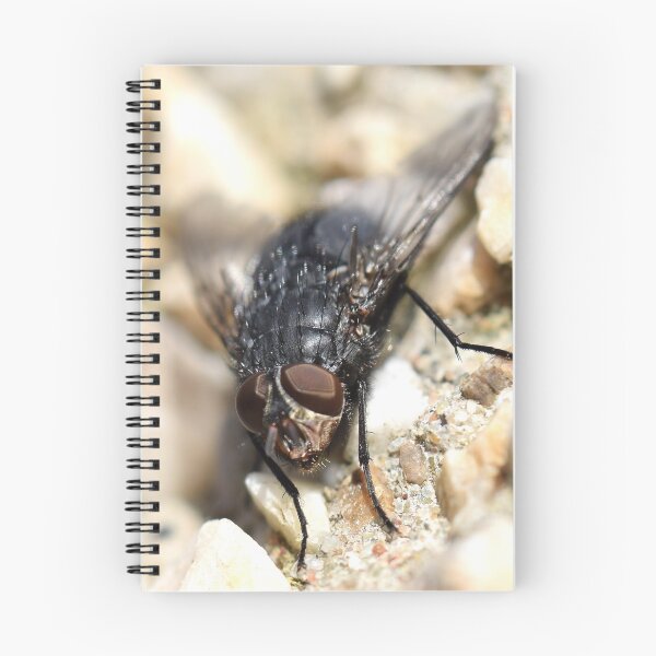 Item preview, Bluebottle Blowfly Close Up designed and sold by JJVXPHOTOGRAPHY.