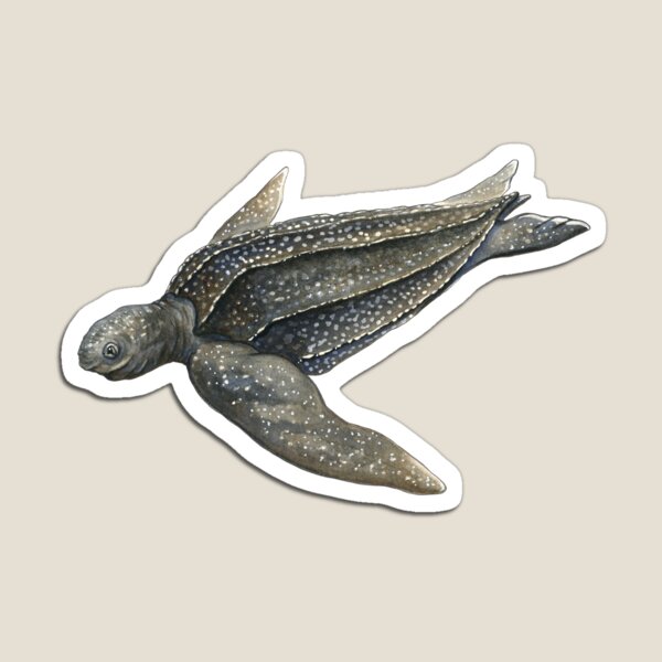 Leatherback Sea Turtle Magnet