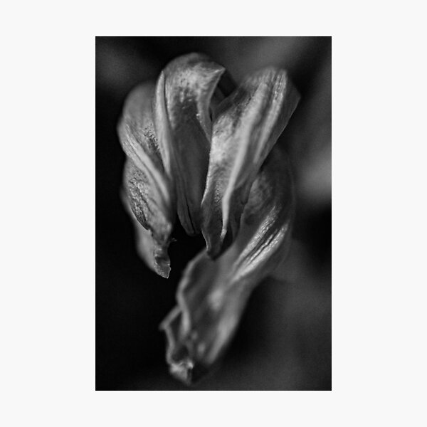 Dying Tulip Photograph by Nobs Norbury. Photographic Print