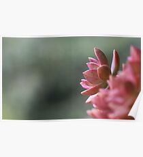 Faded Blush Poster