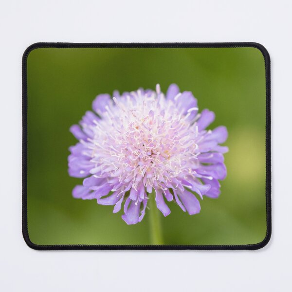 Item preview, Pincushion Flower designed and sold by Tanya C Smith.