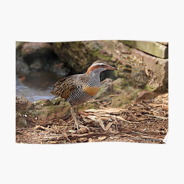 Buff-banded Rail - Lara VIC (962) Poster