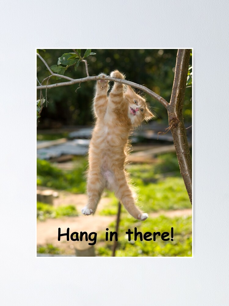 hang in there cat