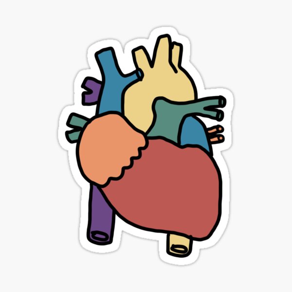 Colorful Anatomical Heart Sticker For Sale By Marnilauren Redbubble 2989