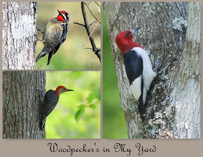 three-different-types-on-woodpeckers-by-irvin-le-blanc-redbubble