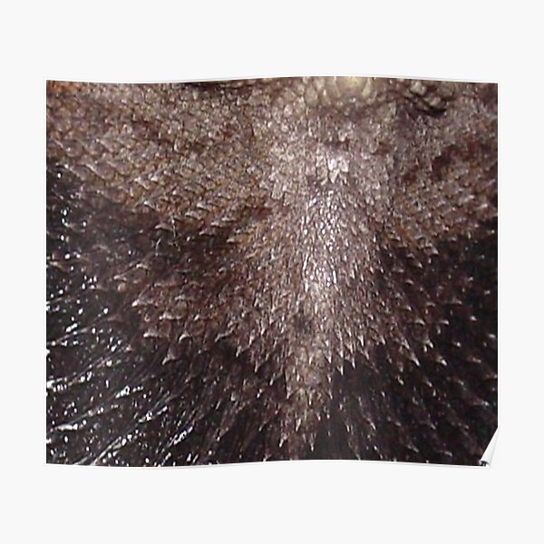 Dragonskin! Poster