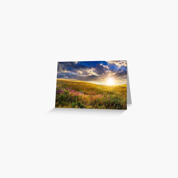 wild flowers on the mountain top at sunset Greeting Card