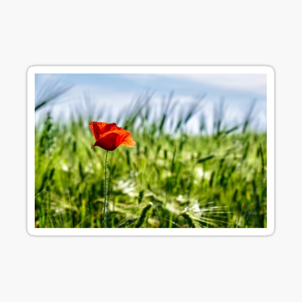 red poppy in the wheat field Sticker