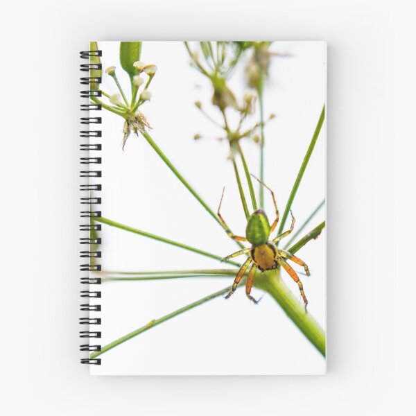 Item preview, Creepy But Cute - Cucumber Spider designed and sold by Alice Johnston.