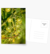 Green Cherry Tomatoes Postcards