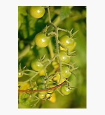 Green Cherry Tomatoes Photographic Print