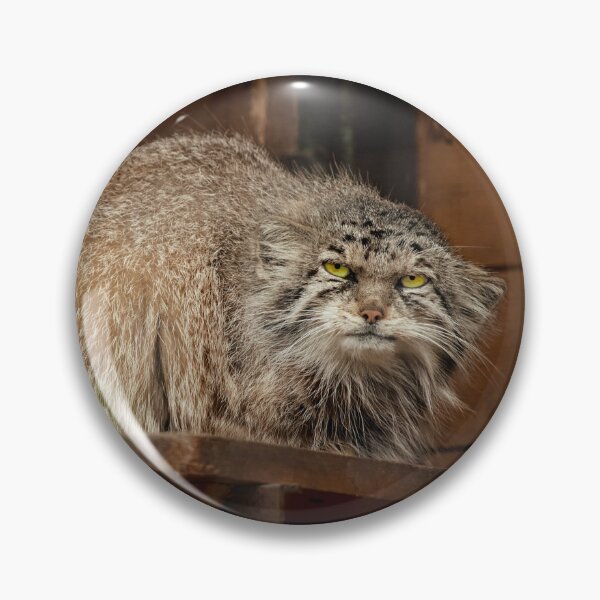 Item preview, Namika the Pallas's cat is observing designed and sold by Manulization.