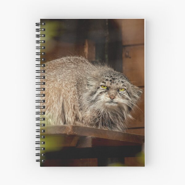 Item preview, Namika the Pallas's cat is observing designed and sold by Manulization.