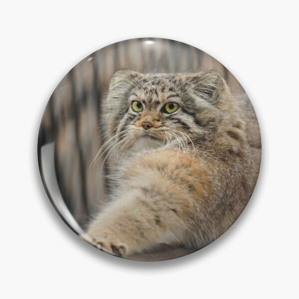 Item preview, Eve the Pallas's cat is stretching designed and sold by Manulization.