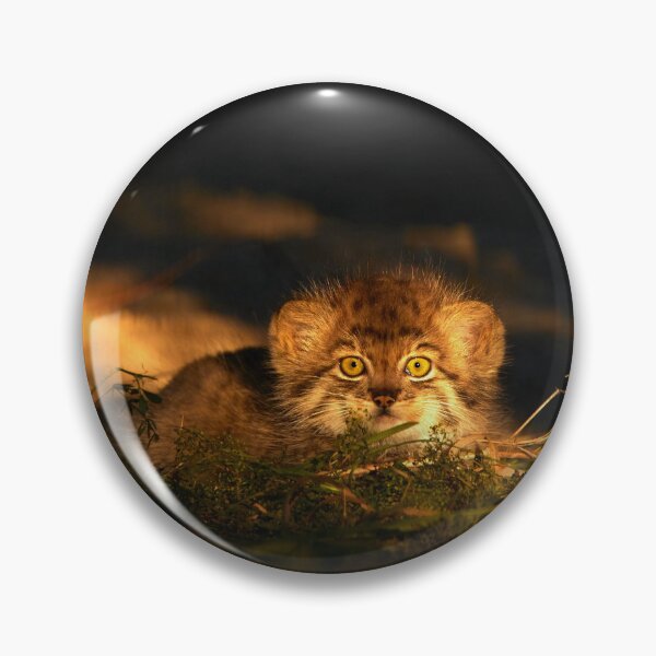 Item preview, A Pallas's cat kitten lays in sunlight designed and sold by Manulization.