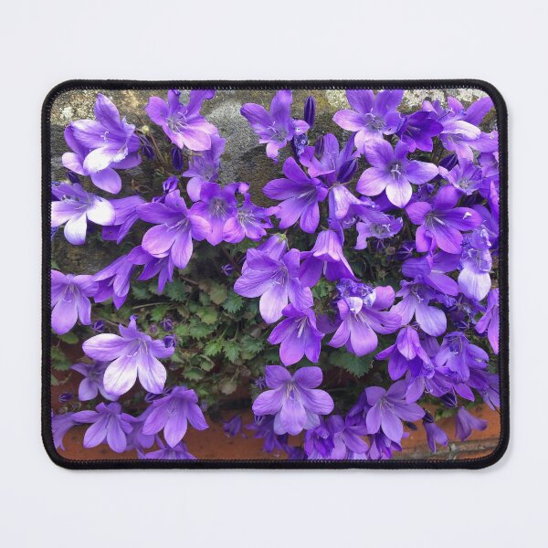 Item preview, Siberian Bellflower on Garden Wall designed and sold by Violaman.