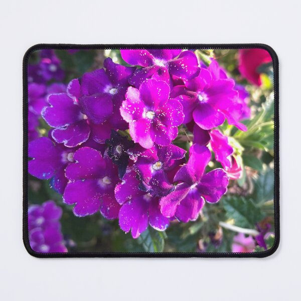 Item preview, Lovely purple verbena flowers in the golden hour  designed and sold by FlowersAndMore.