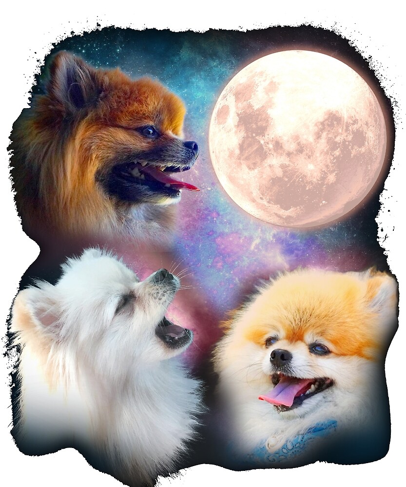 pomeranian howling like wolf