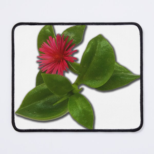 Item preview, Aptenia cordifolia is a species of succulent plant in the iceplant family known by the common names heartleaf iceplant. designed and sold by janesg.