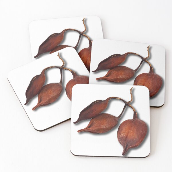 Item preview, Closeup of Brachychiton rupestris fruits on white background. Australian flame tree seeds. designed and sold by janesg.