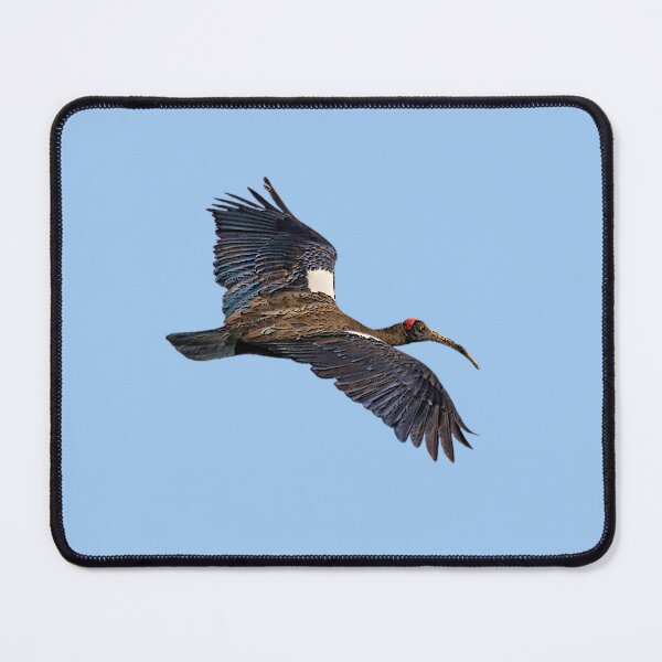 Item preview, Red Naped Ibis Indian Black Ibis Color Design designed and sold by designsasstultd.