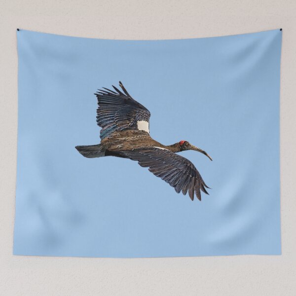 Item preview, Red Naped Ibis Indian Black Ibis Color Design designed and sold by designsasstultd.