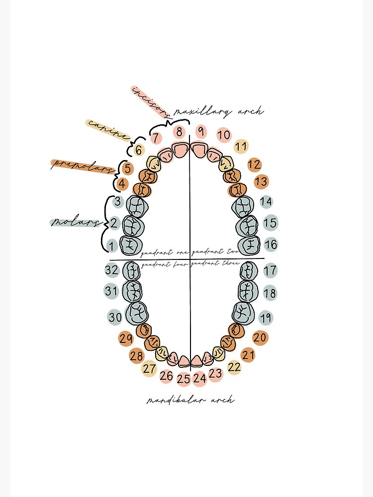 Universal Tooth Numbering Journal