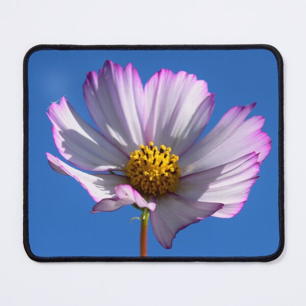 Item preview, Cosmos flower designed and sold by olgart.