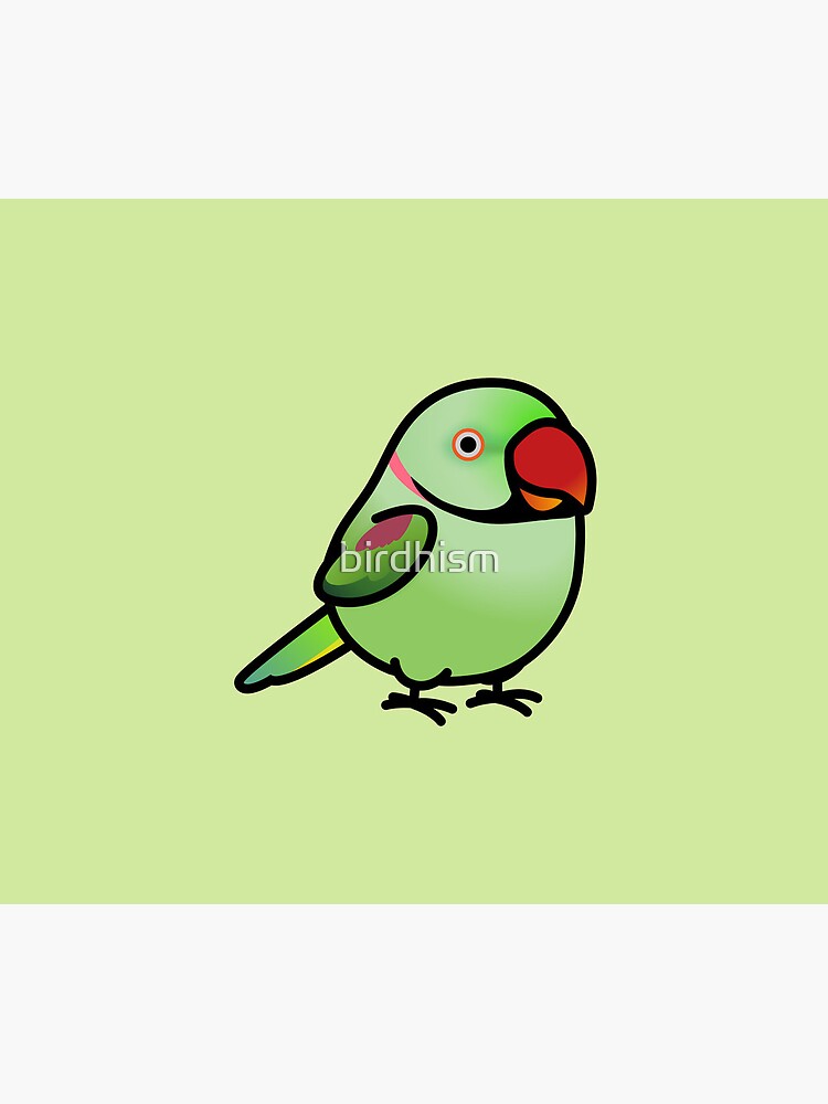 Chubby Alexandrine Indian Ringneck Parakeet by birdhism