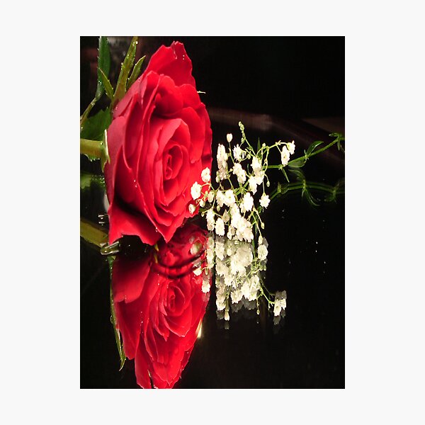 Aperçu de l'œuvre voir mon zazzle ": http: //www.zazzle.co.uk/dawnmcininch
! http: //images-3.redbubble.com/img/art/border: blackwithdetail / produit: impression plastifiée / taille: petite / vue: aperçu / 1154376-3-a-rose-for-a-rose.jpg !
! http: //images-1.redbubble.co créée et vendue par Dawn B Davies-McIninch.