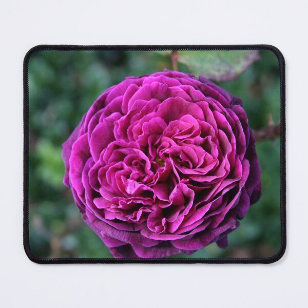 Item preview, Ebb Tide Rose designed and sold by Marilyn Harris.