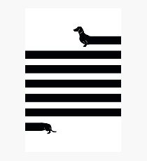 (Very) Long Dog Photographic Print