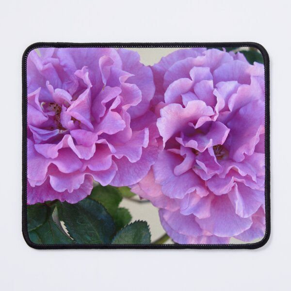Item preview, Rosa 'Angel Face' designed and sold by Marilyn Harris.