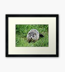 Baby woodchuck Framed Print
