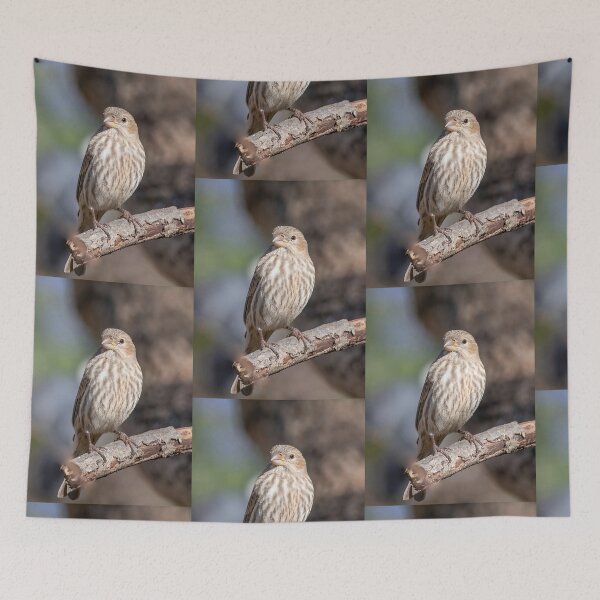 Item preview, A Very Sweet Female House Finch Posing Prettily  designed and sold by BirdsnStuff.