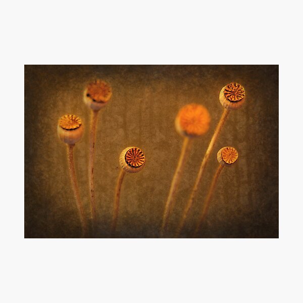Honey Pots... Photographic Print