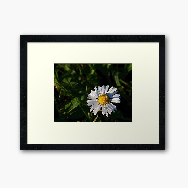 Framed Print